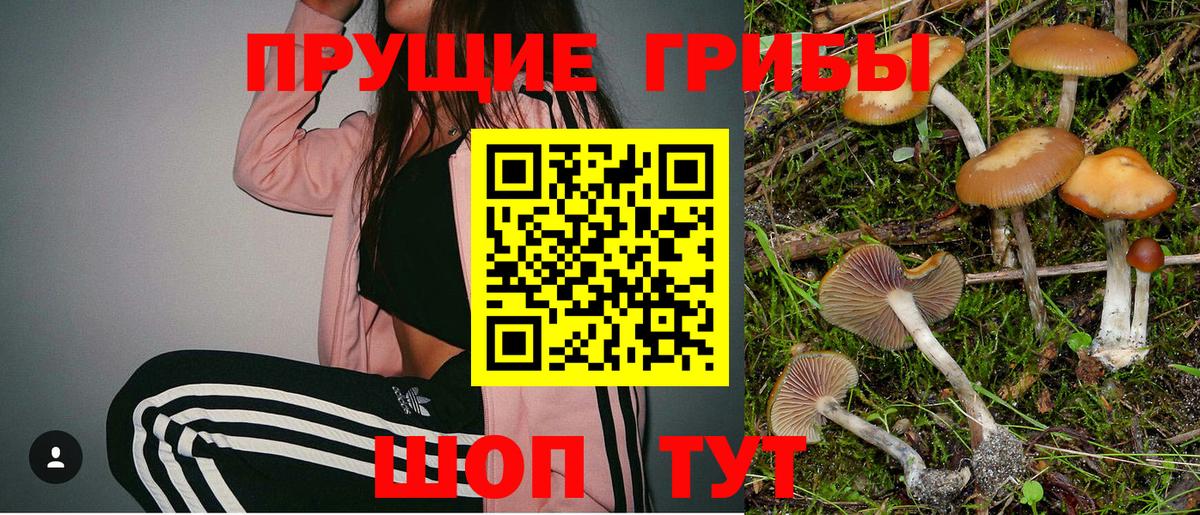 Сосновый Бор  Псилоцибиновые грибы мицелий  Вход с VPN 
